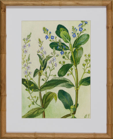 BLOOM STUDY 4