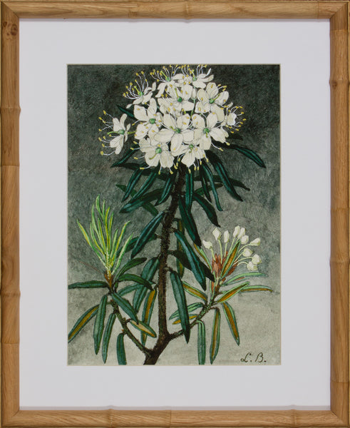 BLOOM STUDY 18
