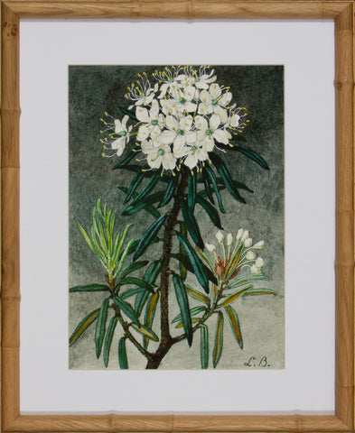 BLOOM STUDY 18