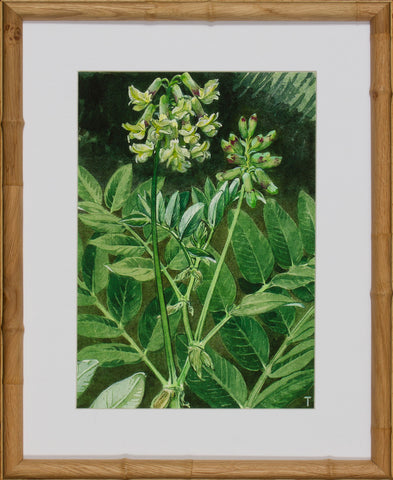 BLOOM STUDY 20