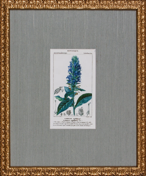 ANTIQUE BOTANA II