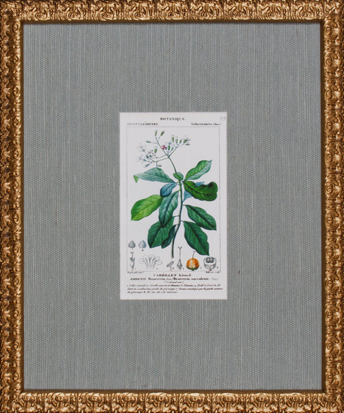 ANTIQUE BOTANA III