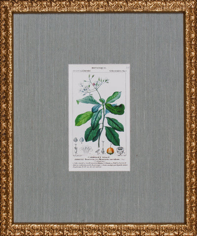 ANTIQUE BOTANA III