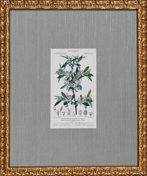 ANTIQUE BOTANA IV