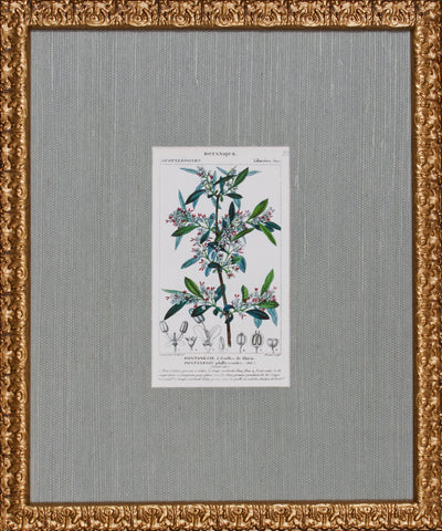ANTIQUE BOTANA IV