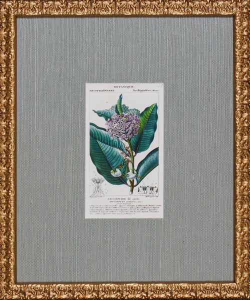 ANTIQUE BOTANA V
