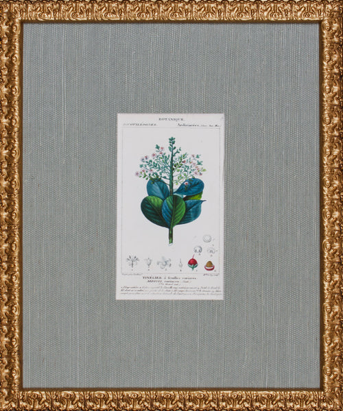 ANTIQUE BOTANA VI