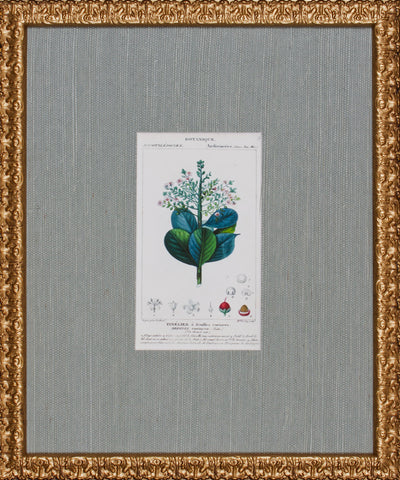 ANTIQUE BOTANA VI