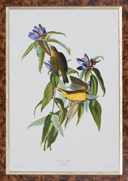 CONNECTICUT WARBLER