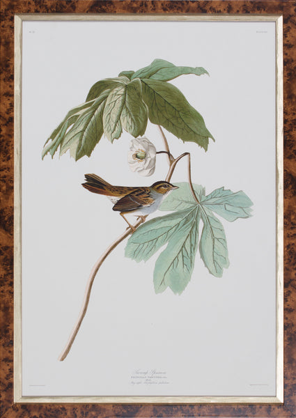 SWAMP SPARROW