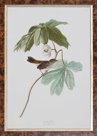 SWAMP SPARROW