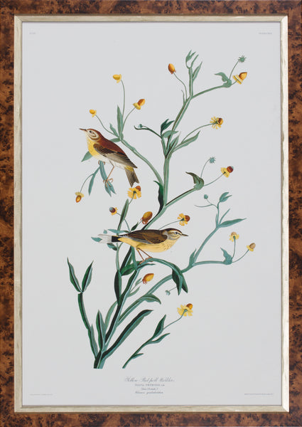 YELLOW RED-POLL WARBLER