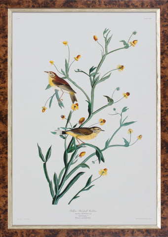 YELLOW RED-POLL WARBLER