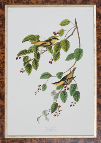 CARBONATED WARBLER