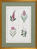 PINK BOTANICAL