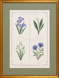 BLUE BOTANICAL