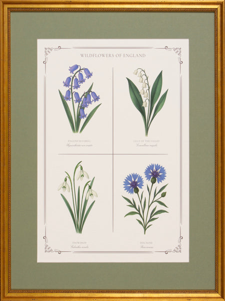 BLUE BOTANICAL