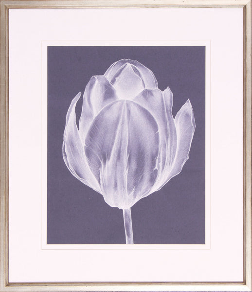 Monochrome Tulip I