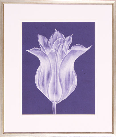 Monochrome Tulip III