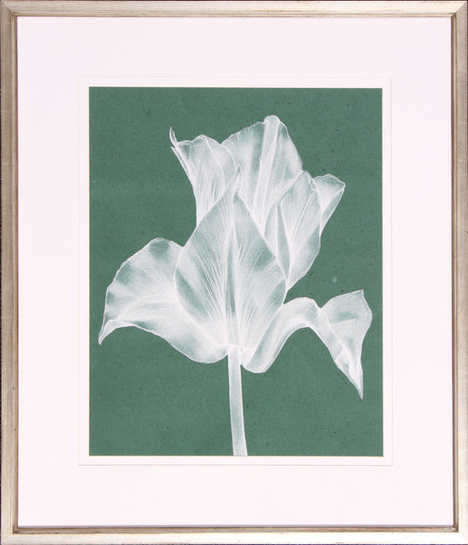 Monochrome Tulip IV