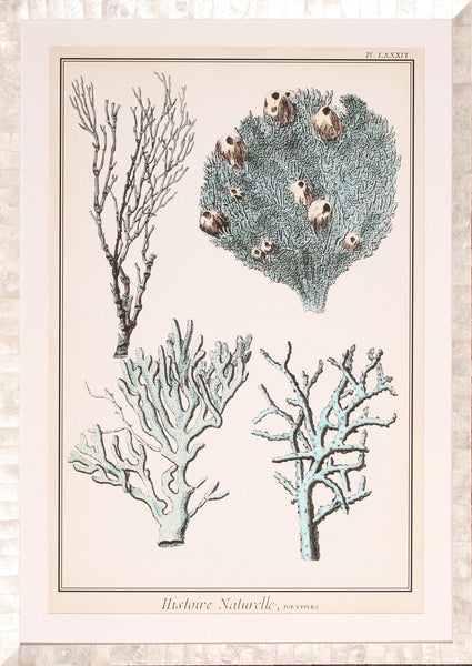 Coral Species II
