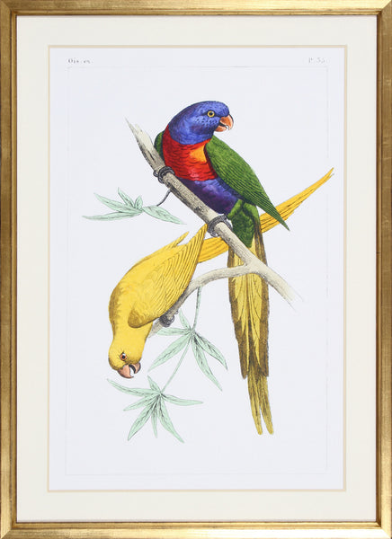 LEMAIRE PARROTS IV