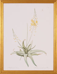 ANTHERICUM