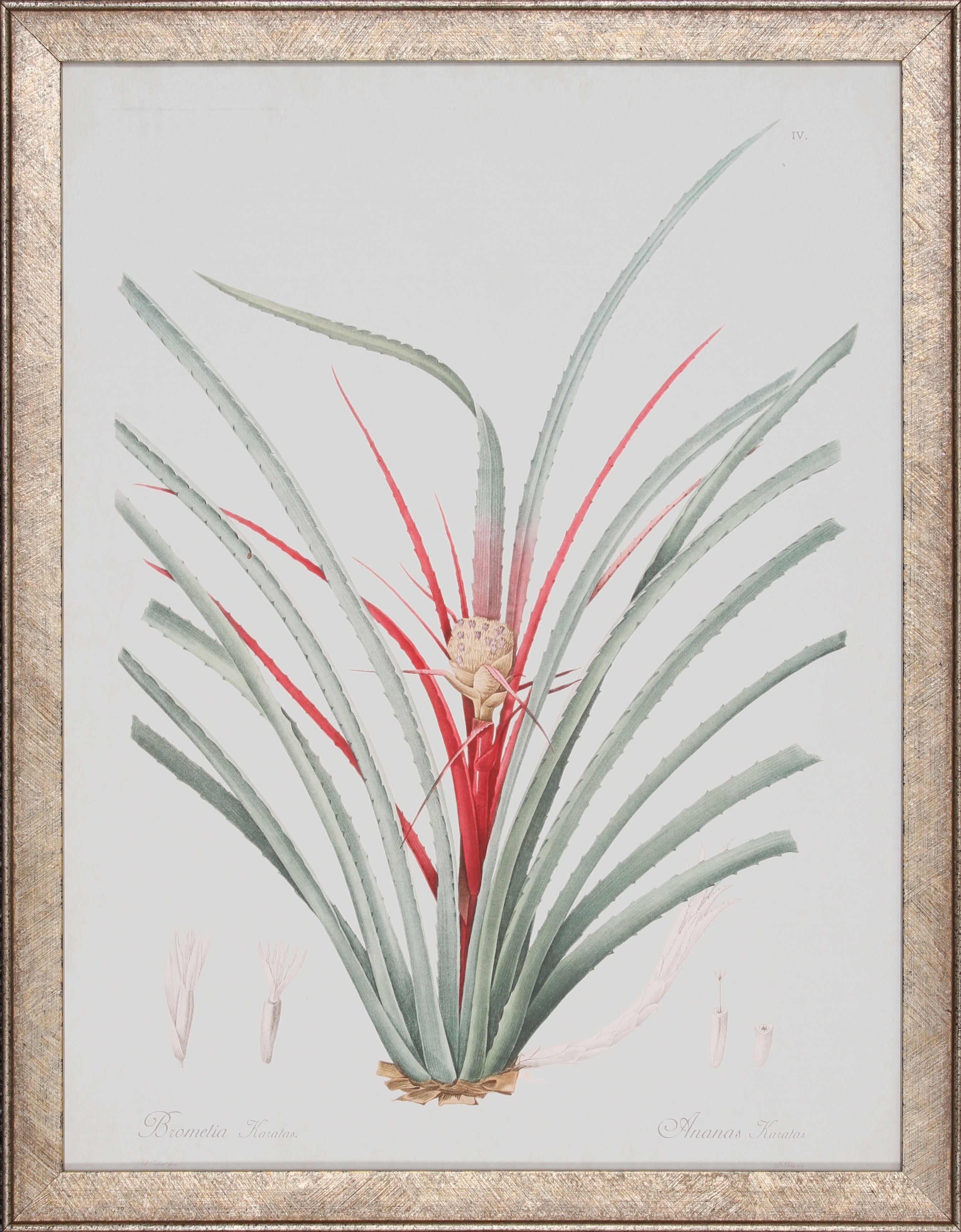 BROMELIA KARATAS – Shadow Catchers Art