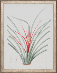BROMELIA KARATAS