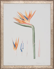 REGINA FLOS