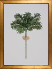 BANGALOW PALM