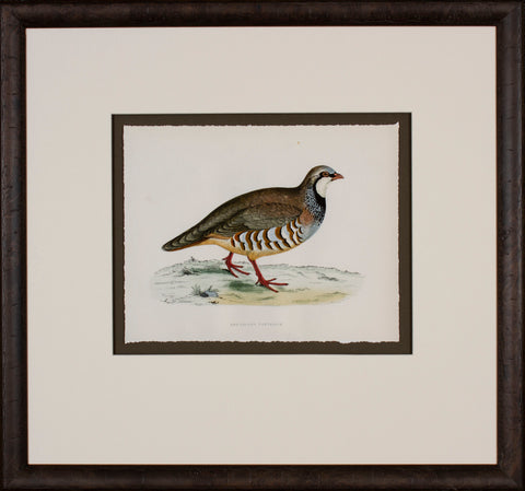 Pheasant II