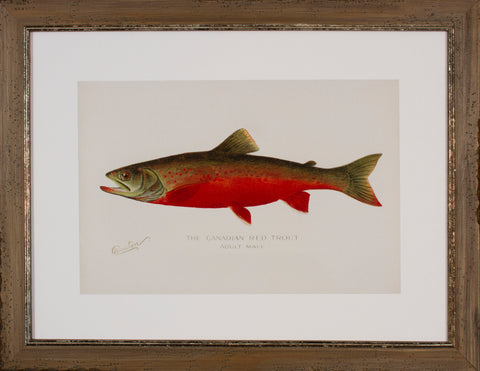 CANADIAN RED TROUT
