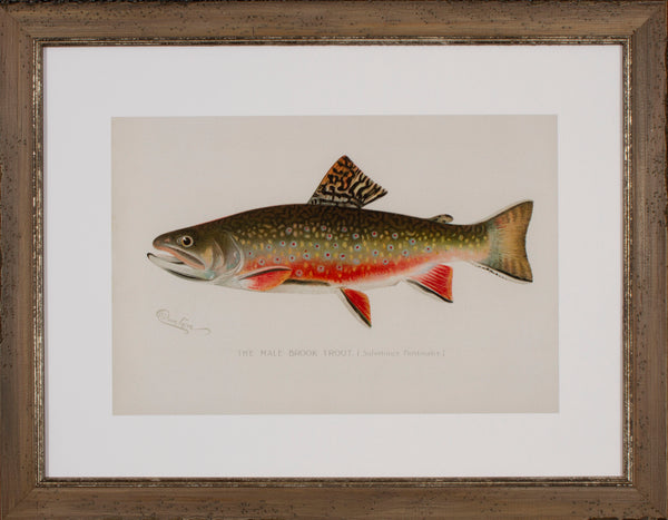 MALE BROOK TROUT