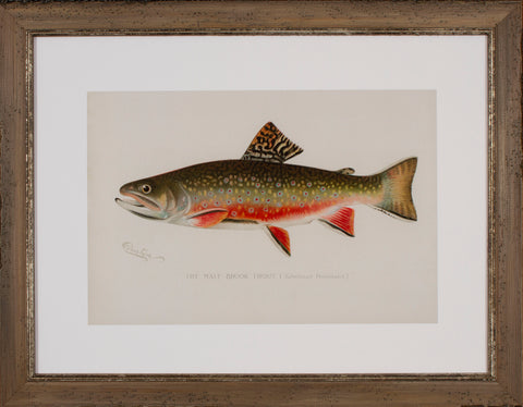 MALE BROOK TROUT