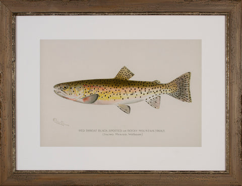 RED TROUT