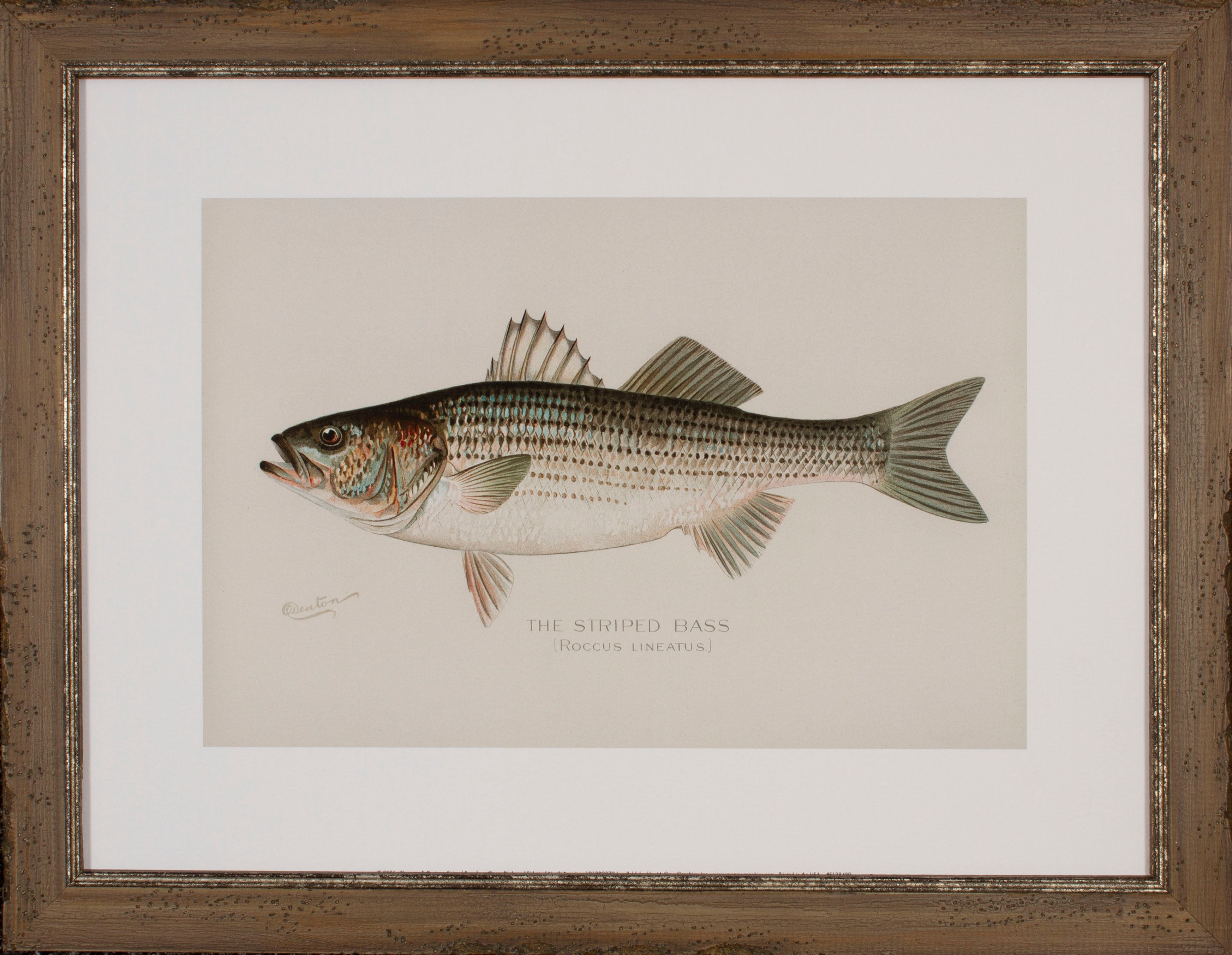 油絵 “Fish Catcher” Giclée – Page 22 – Shadow Catchers Art